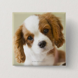 Portrait of a King Charles Spaniel puppy 15 Cm Square Badge