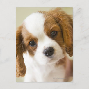 Portrait of a King Charles Spaniel puppy Postcard