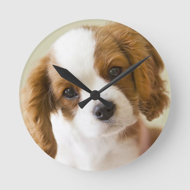 Portrait of a King Charles Spaniel puppy Round Clock (Front)