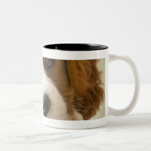 Portrait of a King Charles Spaniel puppy Two-Tone Coffee Mug