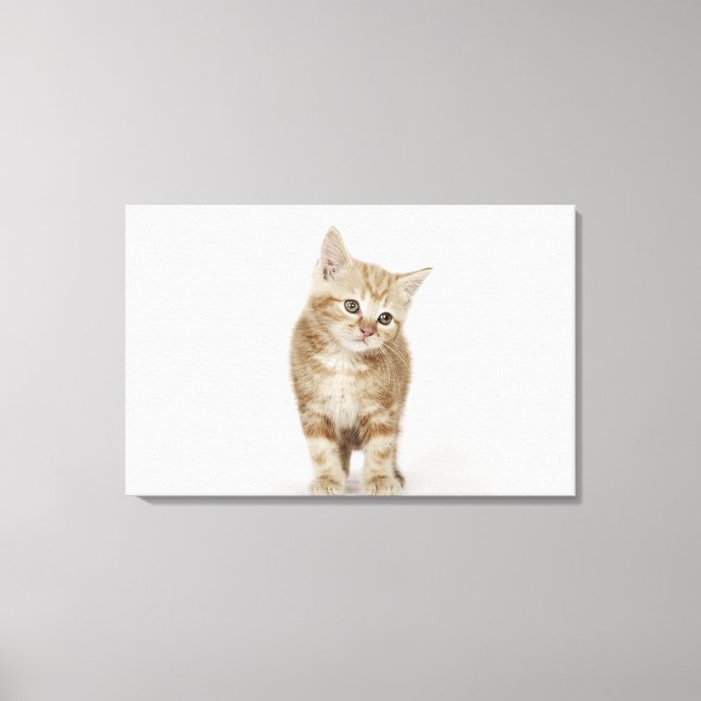 Portrait of a kitten canvas print (Front)
