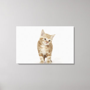 Portrait of a kitten canvas print