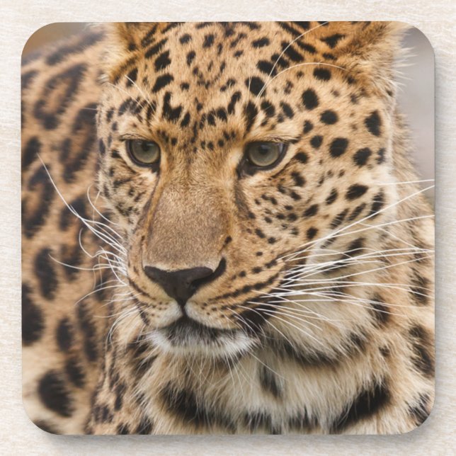 Portrait of a Leopard Coaster (Front)