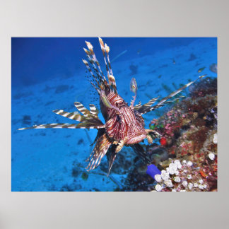 Portrait of a Lionfish Poster