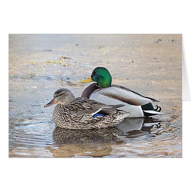 Portrait of a male and female mallard (Front Horizontal)
