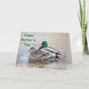 Portrait of a male and female mallard card