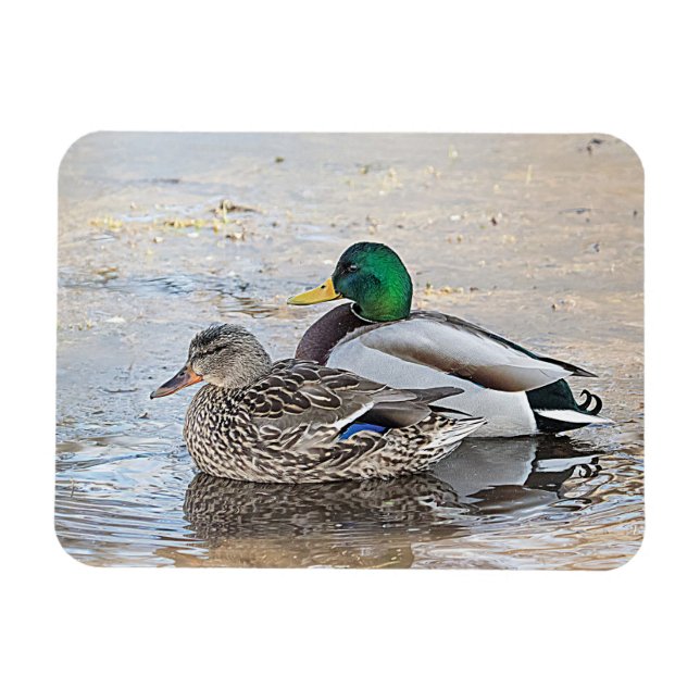 Portrait of a male and female mallard magnet (Horizontal)