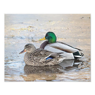 Portrait of a male and female mallard photo print