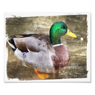 Portrait of a male mallard photo print