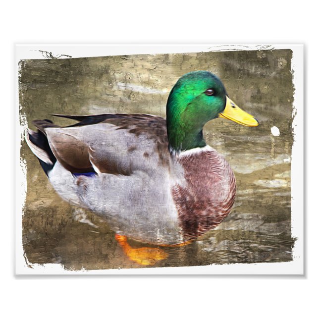 Portrait of a male mallard photo print (Front)