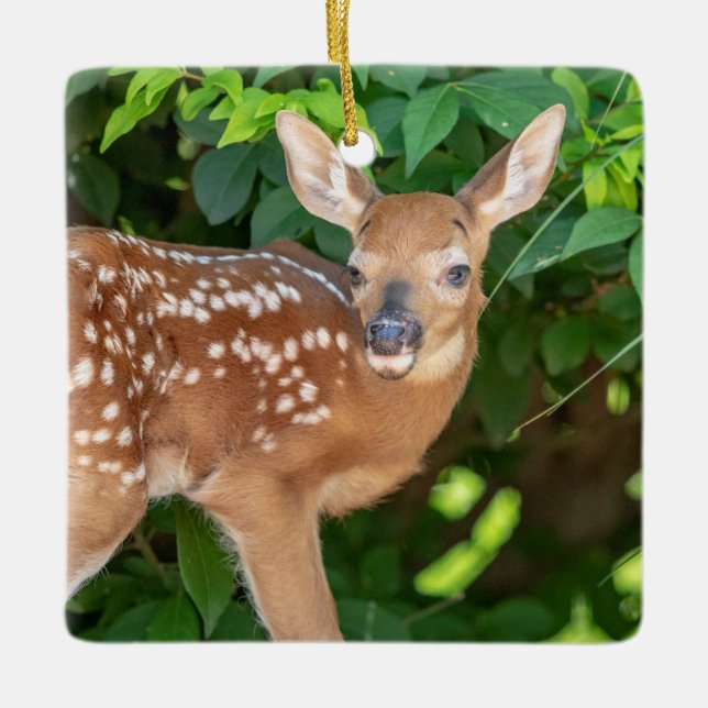Portrait of a Newborn Fawn (white-tailed deer) Ceramic Ornament (Front)