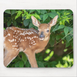 Portrait of a Newborn Fawn (white-tailed deer) Mouse Mat