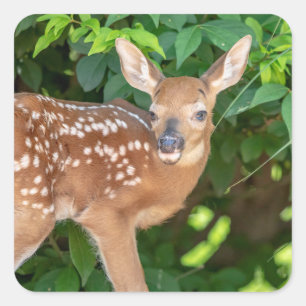 Portrait of a Newborn Fawn (white-tailed deer) Square Sticker