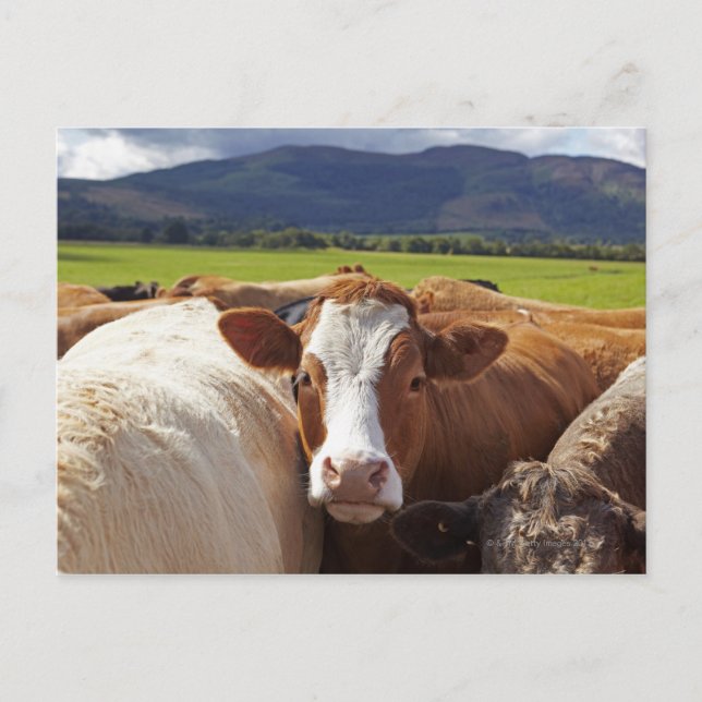 Portrait of a pair of cows in field in the postcard (Front)