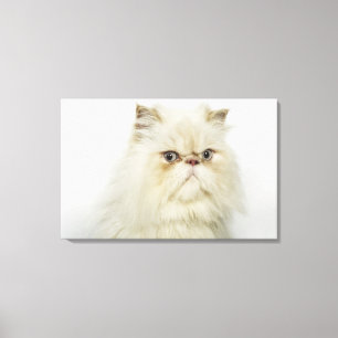 Portrait of a Persian cat Canvas Print
