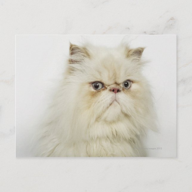 Portrait of a Persian cat Postcard (Front)