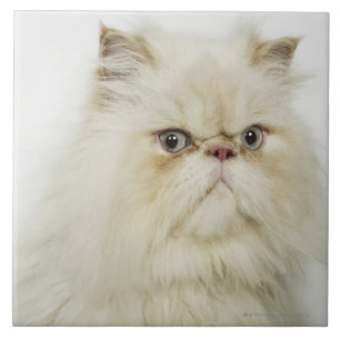 Portrait of a Persian cat Tile