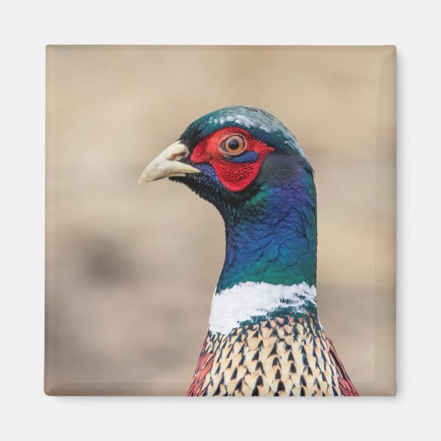Portrait of a pheasant magnet (Front)