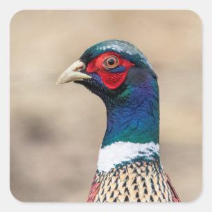 Portrait of a pheasant square sticker