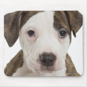 Portrait of a pitbull puppy mouse mat