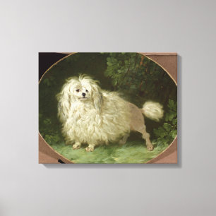 Portrait of a Poodle Canvas Print