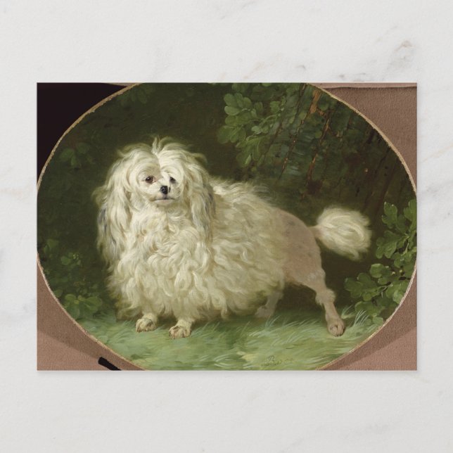 Portrait of a Poodle Postcard (Front)