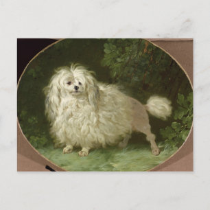 Portrait of a Poodle Postcard