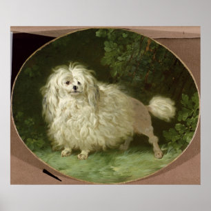 Portrait of a Poodle Poster