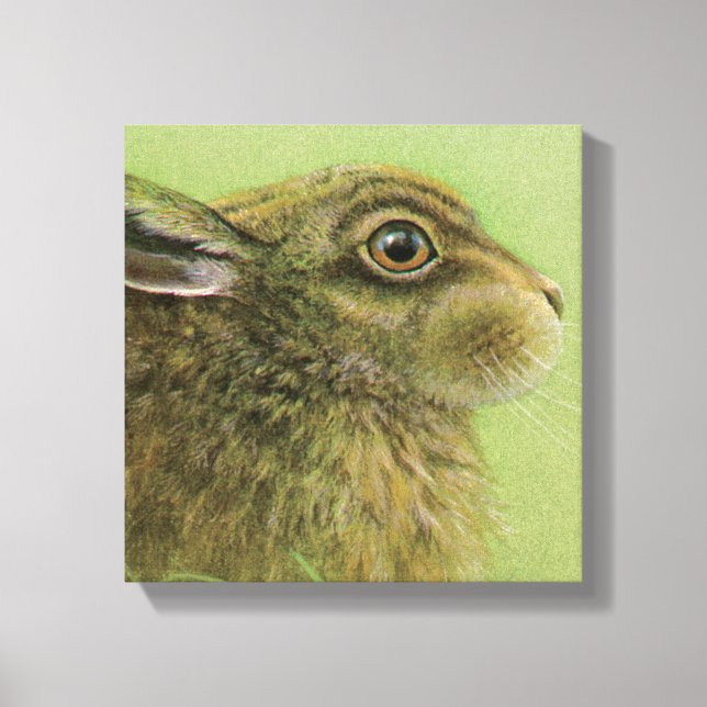 Portrait of a rabbit grazing boxed canvas print (Front)
