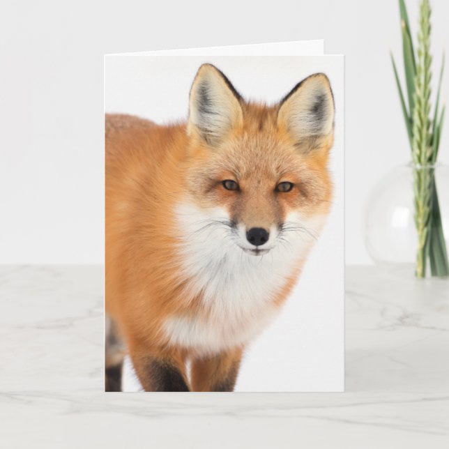 Portrait of a Red Fox Holiday Card (Front)