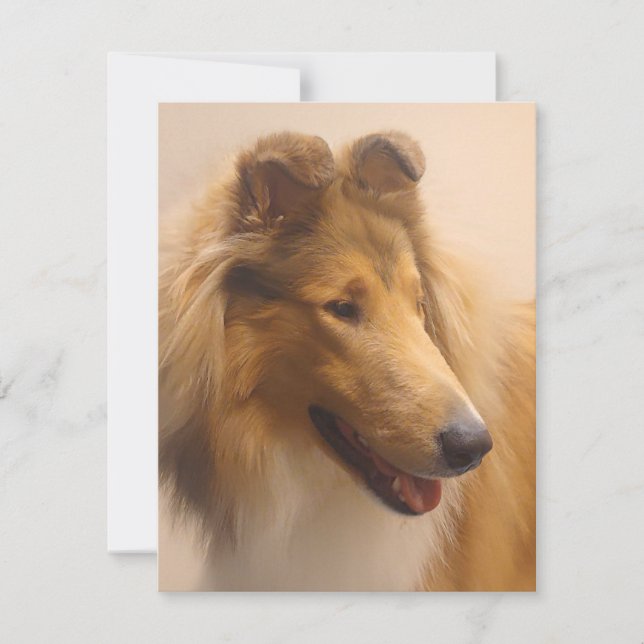 Portrait of a Rough Sable Collie Card (Front)
