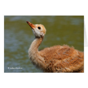 Portrait of a Sandhill Crane Colt