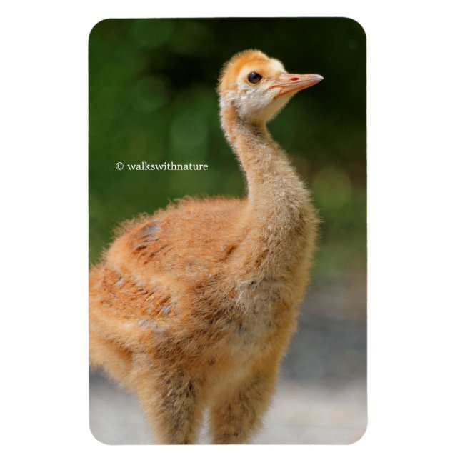 Portrait of a Sandhill Crane Colt Magnet (Vertical)