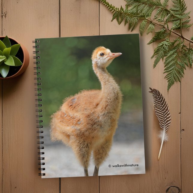 Portrait of a Sandhill Crane Colt Notebook (Portrait of a Sandhill Crane Colt Journal Cover Photo)