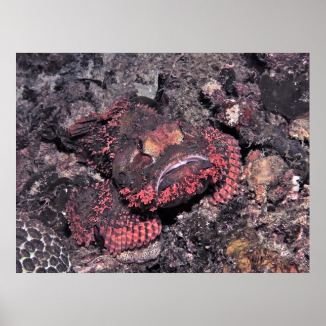 Portrait of a Scorpionfish Poster (Front)