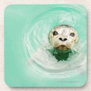 Portrait of a seal in water coaster