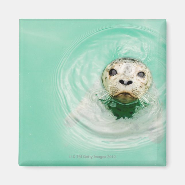 Portrait of a seal in water magnet (Front)
