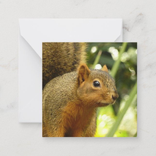 Portrait of a Squirrel Nature Animal Photography Card (Front)