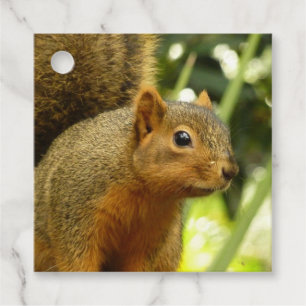 Portrait of a Squirrel Nature Animal Photography Favour Tags