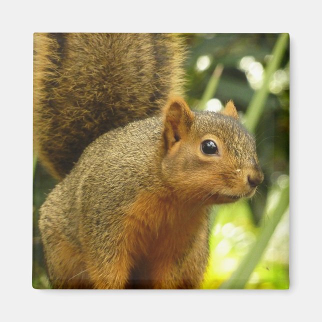 Portrait of a Squirrel Nature Animal Photography Magnet (Front)