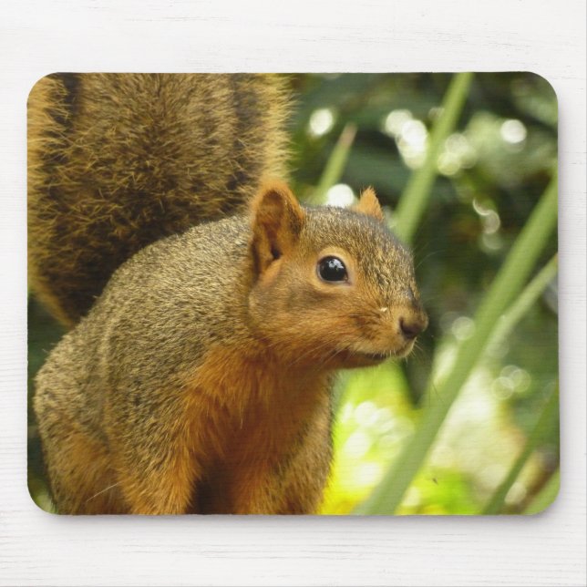 Portrait of a Squirrel Nature Animal Photography Mouse Mat (Front)