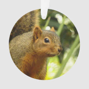 Portrait of a Squirrel Nature Animal Photography Ornament