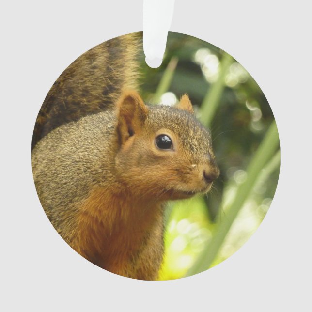 Portrait of a Squirrel Nature Animal Photography Ornament (Front)