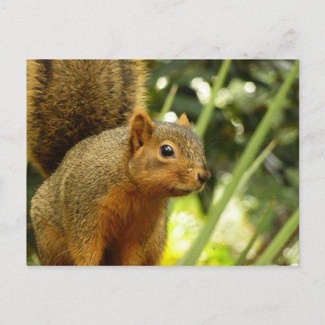 Portrait of a Squirrel Nature Animal Photography Postcard (Front)