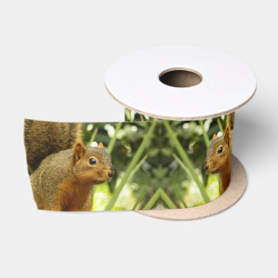 Portrait of a Squirrel Nature Animal Photography Satin Ribbon
