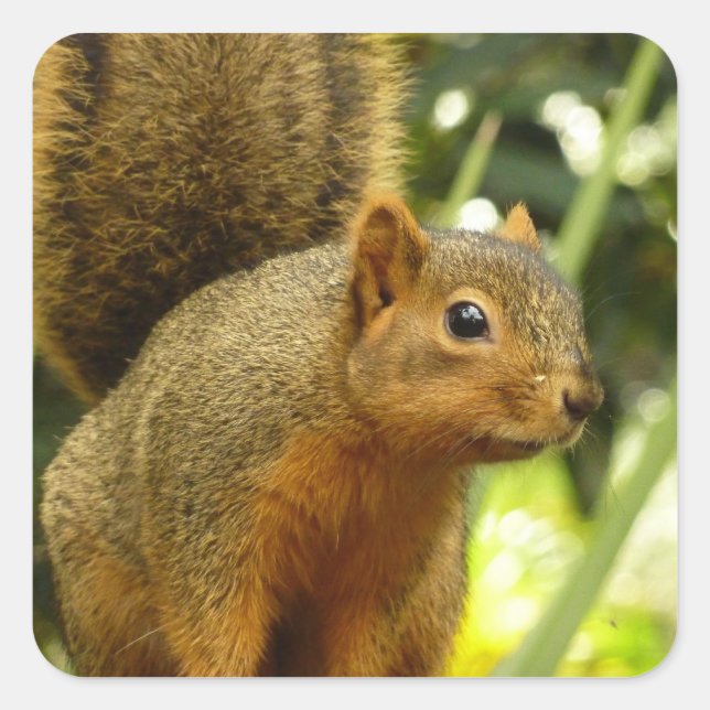 Portrait of a Squirrel Nature Animal Photography Square Sticker (Front)