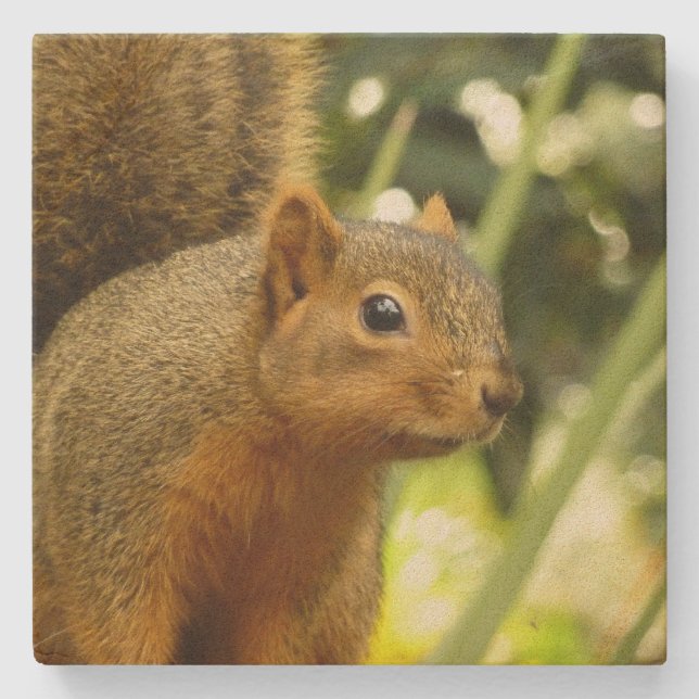 Portrait of a Squirrel Nature Animal Photography Stone Coaster (Front)