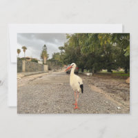 Portrait of a Stork