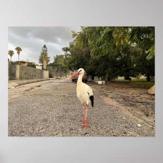 Portrait of a Stork Poster (Front)