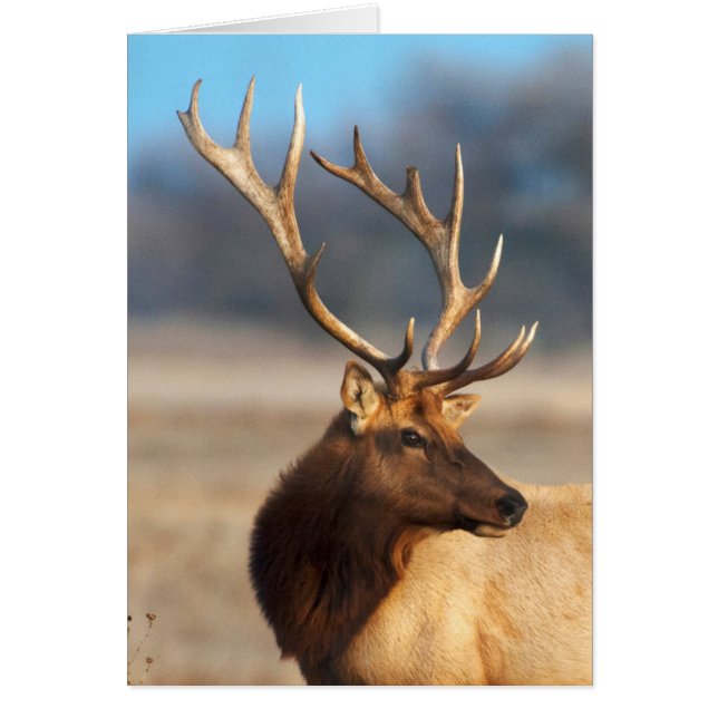 Portrait of a stunning bull elk (Front)